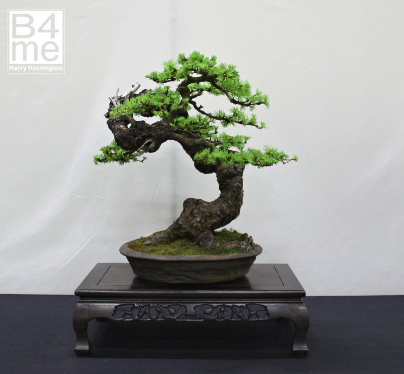 Larix Larch bonsai